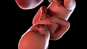Human foetus at 39 weeks