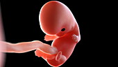 Human foetus at 8 weeks
