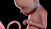 Human foetus at 29 weeks