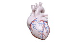 Human heart