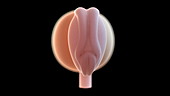 Human embryo at 4 weeks