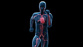 Vascular system of runner