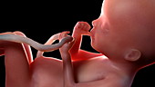 Human foetus at 20 weeks