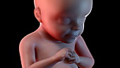 Human foetus at 28 weeks
