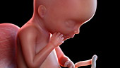Human foetus at 19 weeks