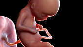 Human foetus at 17 weeks