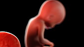 Human foetus at 22 weeks