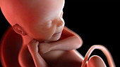 Human foetus at 24 weeks