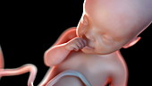Human foetus at 25 weeks