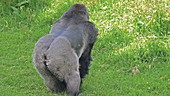 Silverback Eastern lowland standing on grass, slo-mo