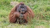 Male orangutan on grass, slo-mo