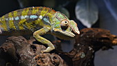 Panther chameleon on branch, slo-mo