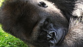 Silverback Eastern lowland gorilla resting, slo-mo