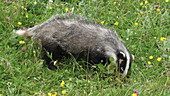 European badger in meadow, slo-mo