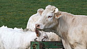 Charolais cattle by trough, slo-mo