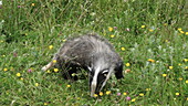 European badger in meadow, slo-mo