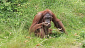 Female orangutan in grass, slo-mo