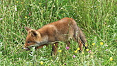 Red fox walking in meadow, slo-mo