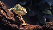 Panther chameleon on branch, slo-mo