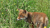 Red fox walking in meadow, slo-mo