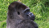 Silverback Eastern lowland gorilla, slo-mo