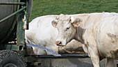 Charolais cattle by water trough, slo-mo