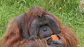 Orangutan eating in grass, slo-mo