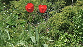 Red tulips in flower, slo-mo