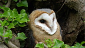 Barn owl facing camera, slo-mo