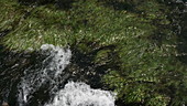 Water flowing over grass, Rog waterfall, Croatia