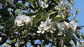 Apple tree blossom, slo-mo