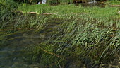 Grass in water, Rog waterfall, Croatia