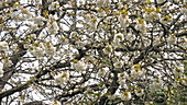 Cherry tree blossom, slo-mo