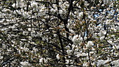 Cherry tree blossom, slo-mo