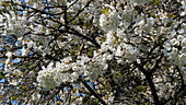 Cherry tree blossom in breeze, slo-mo