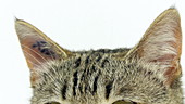 Brown tabby cat's ears, slo-mo