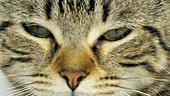 Brown tabby cat, slo-mo