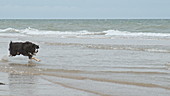 Border collie running along sea shore, slo-mo