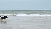 Border collie running on beach, slo-mo