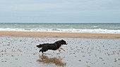 Border collie running on beach, slo-mo