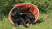 Labrador retriever in basket, slo-mo