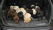 Labrador retrievers in back of vehicle, slo-mo