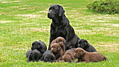 Labrador retriever mother and puppies, slo-mo
