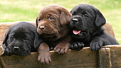 Labrador retrievers in cart, slo-mo