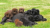 Labrador retrievers lying on grass, slo-mo