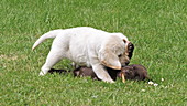 Labrador retrievers biting stick on grass, slo-mo