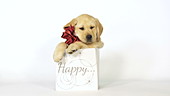 Labrador retriever in gift bag in studio, slo-mo