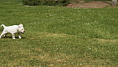 Labrador retriever running on grass, slo-mo