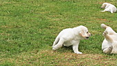 Labrador retrievers playing on grass, slo-mo