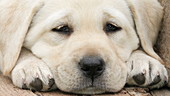 Labrador retriever relaxing close up, slo-mo